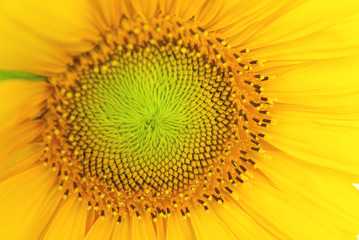 Obraz premium Fleur de tournesol