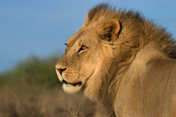 Obraz na płótnie Canvas Duży samiec lwa afrykańskiego