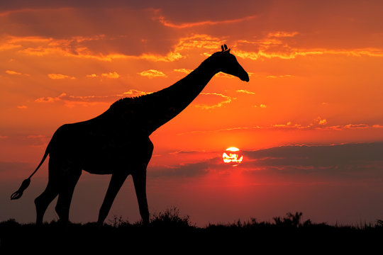 Giraffe silhouetted against a dramatic sunset, South Africa