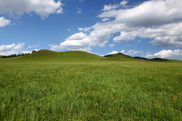 Obraz premium Landscape in grassland
