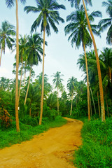 Obraz premium Tropical forest