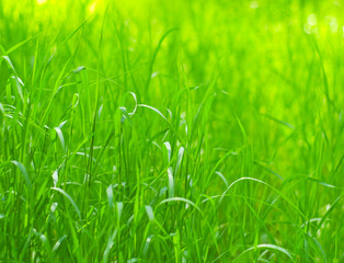 grass
