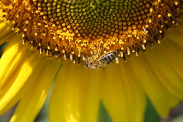 Vespe auf Sonnenblume