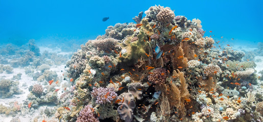 Naklejka na ściany i meble Coral scene with gorgonian coral