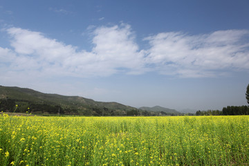 Golden flowers of rape