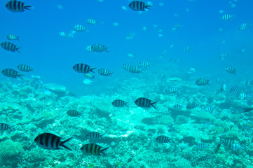 Underwater landscape of Red Sea.