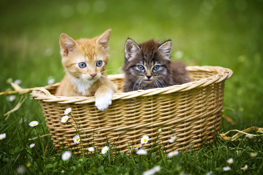 Katzenkörbchen Bilder – Durchsuchen 583 Archivfotos, Vektorgrafiken und  Videos | Adobe Stock