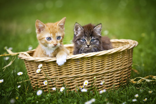 zwei Katzenbabys in einem K&ouml;rbchen