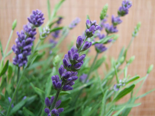 Lavendelblüten