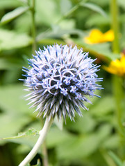 ball thistle