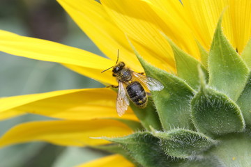 Vespe auf Sonnenblume