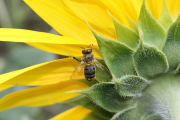 Vespe auf Sonnenblume