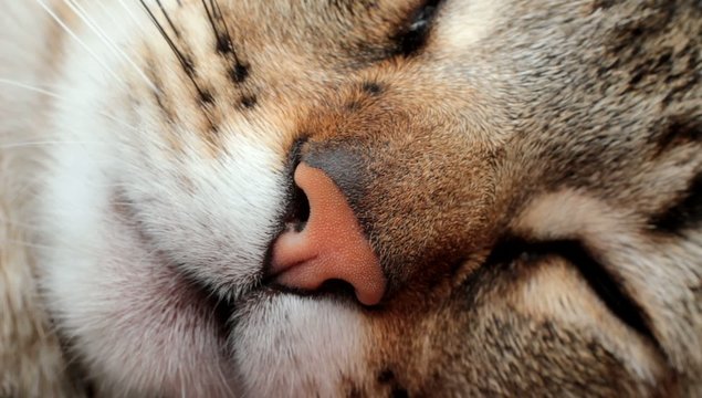 chat dormant en macro