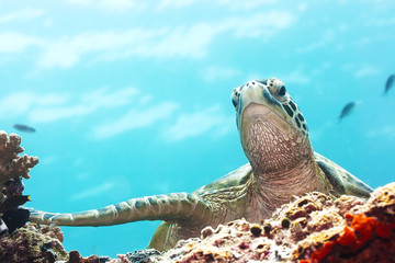 Fototapeta premium Turtle
