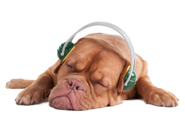 Sleeping Dog