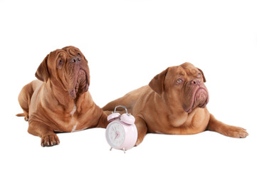 Obraz premium Two dogs and an alarm clock