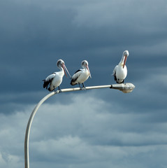 Three pelicans perched