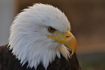 Pygargue à tête blanche