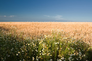 wheat field
