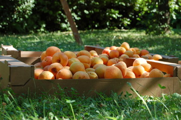 Marillenernte