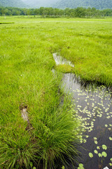 尾瀬の湿原