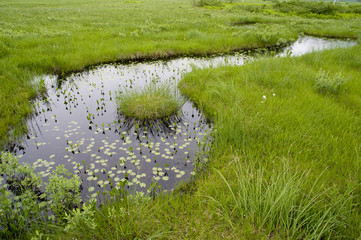尾瀬湿原