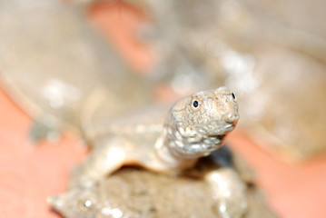 aquiculture turtle