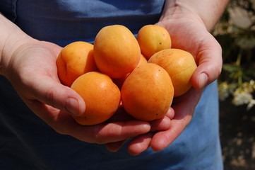 Marillen- Apricots