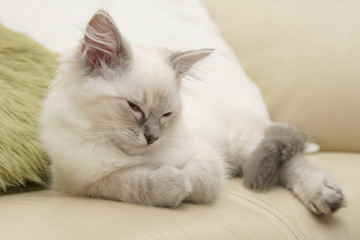 15 week old ragdoll kitten