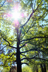 Shiny oak