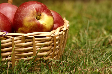 red and yellow apple on the basket