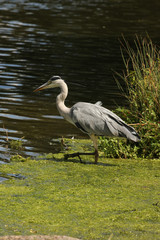Fototapeta premium Vertical shot of grey heron in water