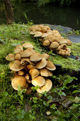 Pilze2