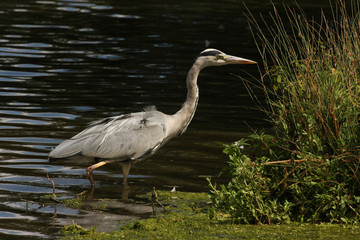 A grey heron in water