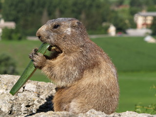 Marmotte