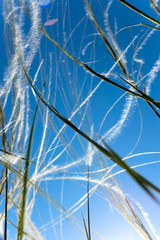 Feather grass