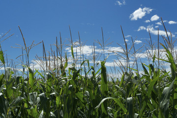 Obraz premium green field