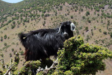 Chèvre de l'Atlas marocain