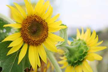 Obraz premium Sunflower