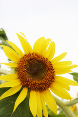 Naklejka premium Sunflower1