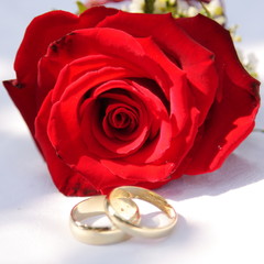 obrączki ślubne i róża