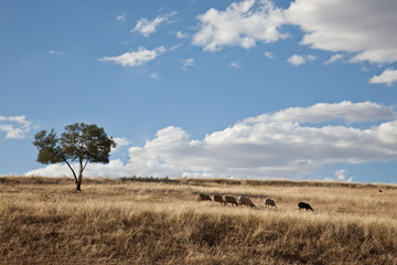 Rebaño de ovejas en el campo