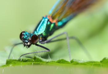 Macro de libellule