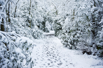 Fototapeta na wymiar Winter path through forest