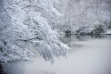 Branch over frozen lake