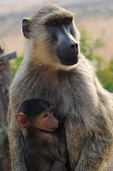 Baby-Affe und Mutter