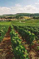 Fototapeta na wymiar Vignes en perspective de champagne, département de la Marne en région Grand-Est, France