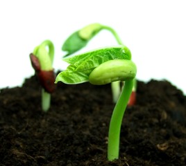 Bean sprouts