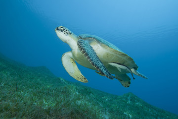 Obraz na płótnie Canvas Zielony żółw morski (Chelonia mydas) z ryb przeszkoda
