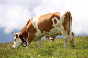 Fototapeta na wymiar Cow wypasu bell Alp szwajcarskich